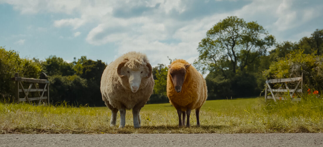 Glennkill Ein Schafskrimi The Sheep Detectives