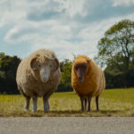 Glennkill Ein Schafskrimi The Sheep Detectives
