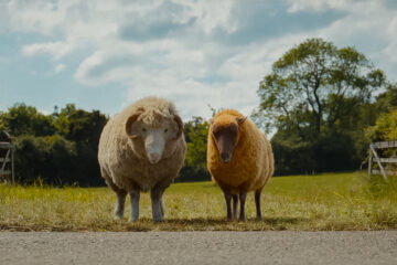 Glennkill Ein Schafskrimi The Sheep Detectives