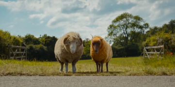 Glennkill Ein Schafskrimi The Sheep Detectives