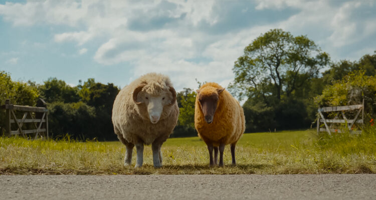 Glennkill Ein Schafskrimi The Sheep Detectives