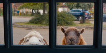 Glennkill Ein Schafskrimi The Sheep Detectives