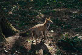 Wild Foxes La Danse des renards