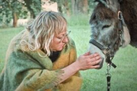 Donkey Days