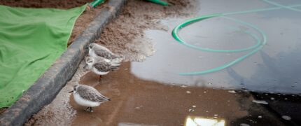 Saving Spoonie