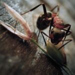 Insekten – Helden im Verborgenen