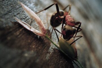 Insekten – Helden im Verborgenen