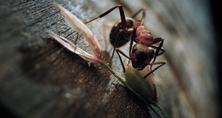 Insekten – Helden im Verborgenen