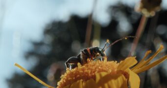 Insekten – Helden im Verborgenen