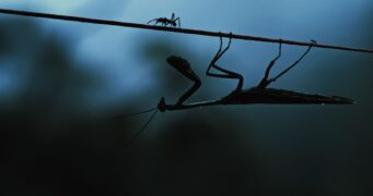 Insekten – Helden im Verborgenen