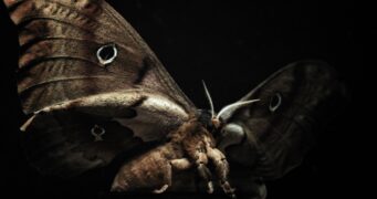 Insekten – Helden im Verborgenen
