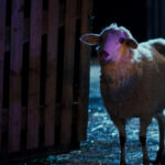 SHEEP TV Fernsehen ZDF Streamen online Mediathek Video on Demand DVD kaufen