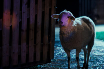 SHEEP TV Fernsehen ZDF Streamen online Mediathek Video on Demand DVD kaufen