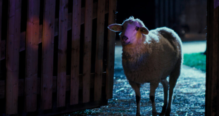 SHEEP TV Fernsehen ZDF Streamen online Mediathek Video on Demand DVD kaufen