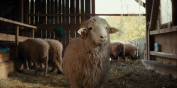SHEEP TV Fernsehen ZDF Streamen online Mediathek Video on Demand DVD kaufen