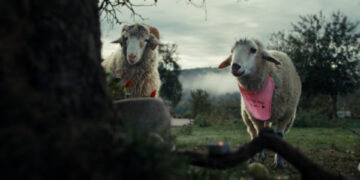 SHEEP TV Fernsehen ZDF Streamen online Mediathek Video on Demand DVD kaufen