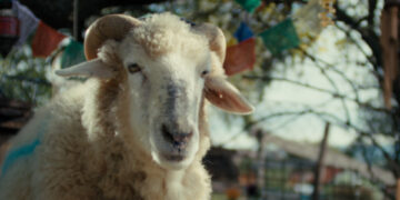 SHEEP TV Fernsehen ZDF Streamen online Mediathek Video on Demand DVD kaufen