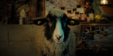 SHEEP TV Fernsehen ZDF Streamen online Mediathek Video on Demand DVD kaufen