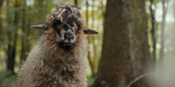 SHEEP TV Fernsehen ZDF Streamen online Mediathek Video on Demand DVD kaufen