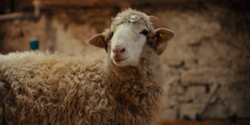 SHEEP TV Fernsehen ZDF Streamen online Mediathek Video on Demand DVD kaufen