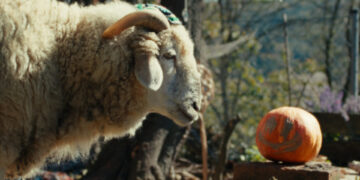 SHEEP TV Fernsehen ZDF Streamen online Mediathek Video on Demand DVD kaufen