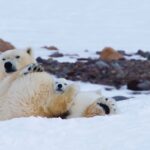 Frost ohne Schnee und Eis