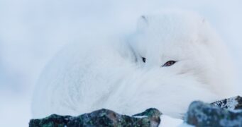 Frost ohne Schnee und Eis