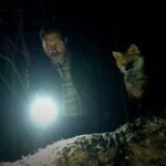 The Fox
